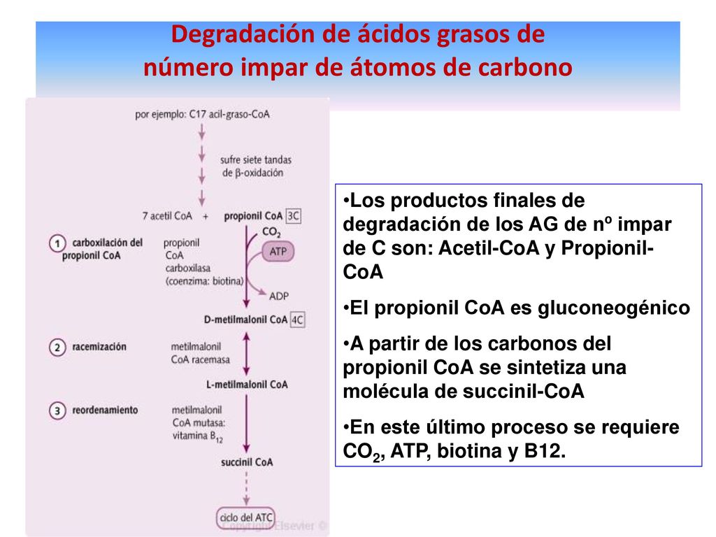 Degradación de ácidos grasos de número impar de átomos de carbono