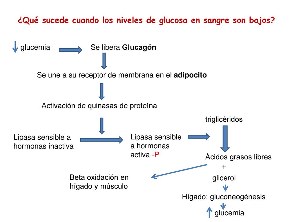 ¿Qué sucede cuando los niveles de glucosa en sangre son bajos