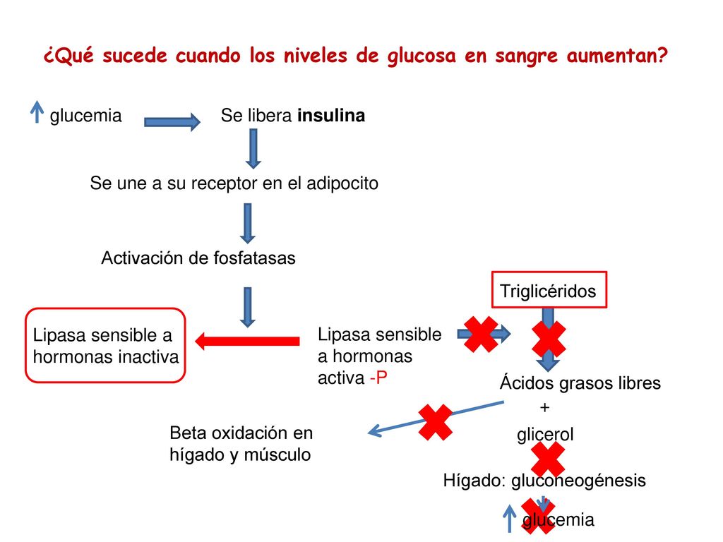 ¿Qué sucede cuando los niveles de glucosa en sangre aumentan