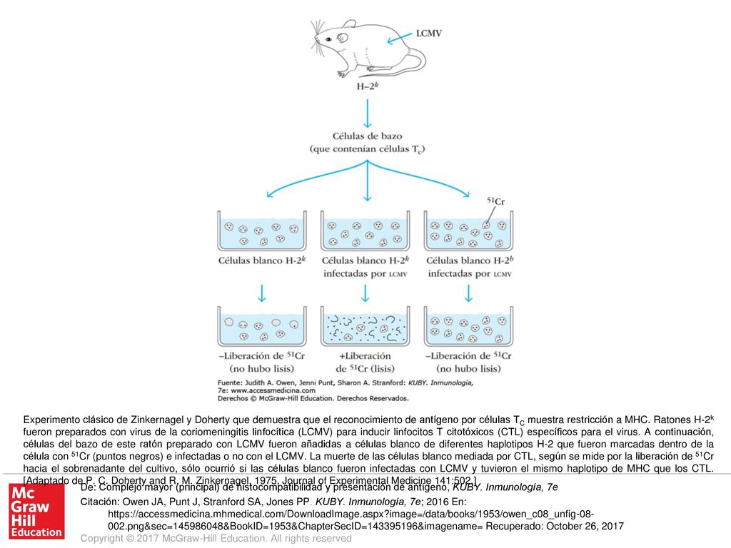 Experimento clásico de Zinkernagel y Doherty que demuestra que el reconocimiento de antígeno por células TC muestra restricción a MHC. Ratones H-2k fueron preparados con virus de la coriomeningitis linfocítica (LCMV) para inducir linfocitos T citotóxicos (CTL) específicos para el virus. A continuación, células del bazo de este ratón preparado con LCMV fueron añadidas a células blanco de diferentes haplotipos H-2 que fueron marcadas dentro de la célula con 51Cr (puntos negros) e infectadas o no con el LCMV. La muerte de las células blanco mediada por CTL, según se mide por la liberación de 51Cr hacia el sobrenadante del cultivo, sólo ocurrió si las células blanco fueron infectadas con LCMV y tuvieron el mismo haplotipo de MHC que los CTL. [Adaptado de P. C. Doherty and R. M. Zinkernagel, 1975, Journal of Experimental Medicine 141:502.]