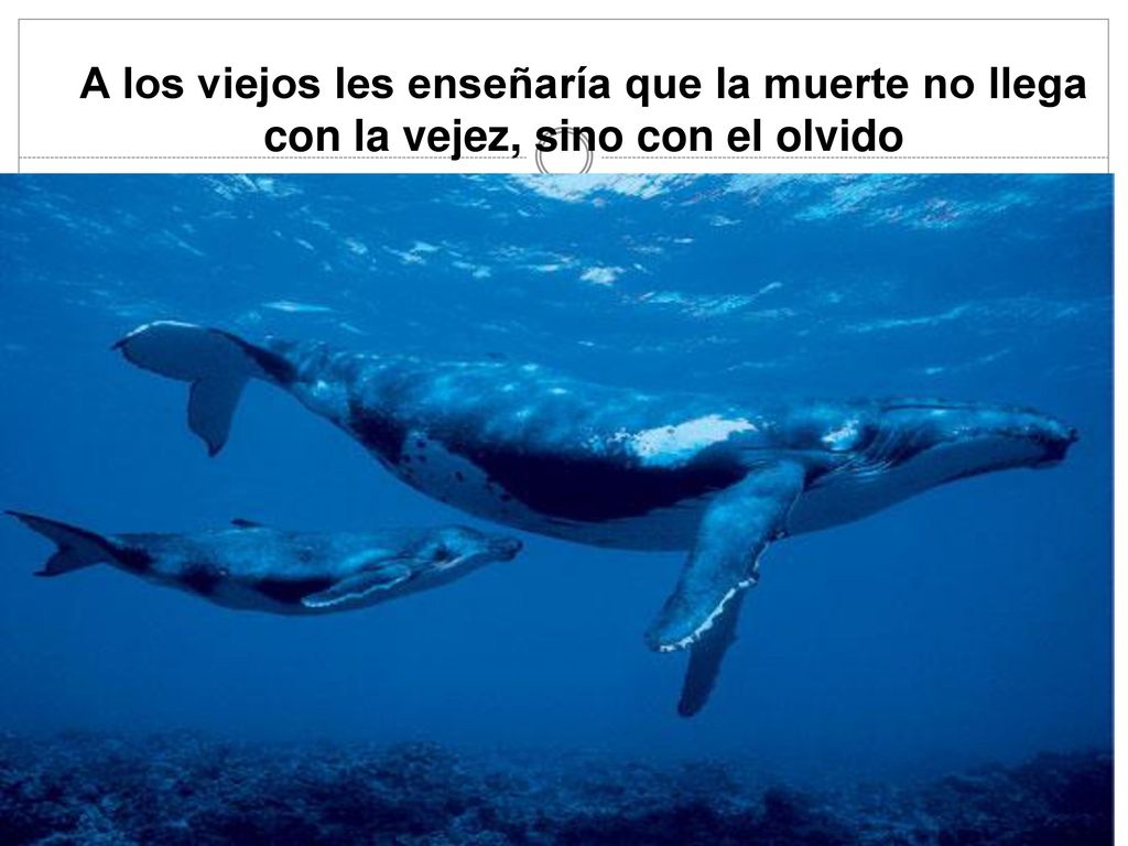 A los viejos les enseñaría que la muerte no llega con la vejez, sino con el olvido