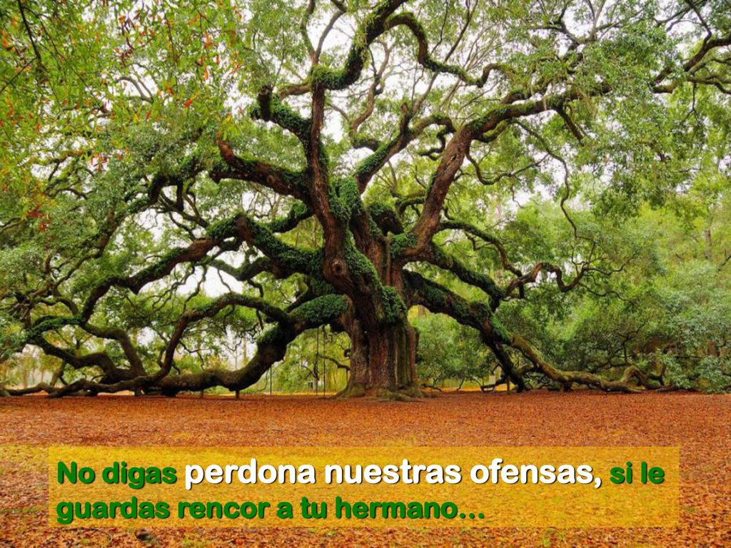 No digas perdona nuestras ofensas, si le guardas rencor a tu hermano…