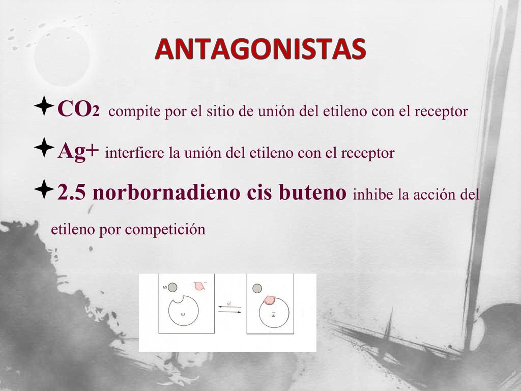 ANTAGONISTAS CO2 compite por el sitio de unión del etileno con el receptor. Ag+ interfiere la unión del etileno con el receptor.