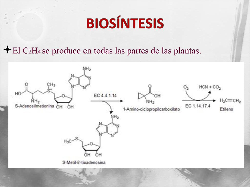 BIOSÍNTESIS El C2H4 se produce en todas las partes de las plantas.
