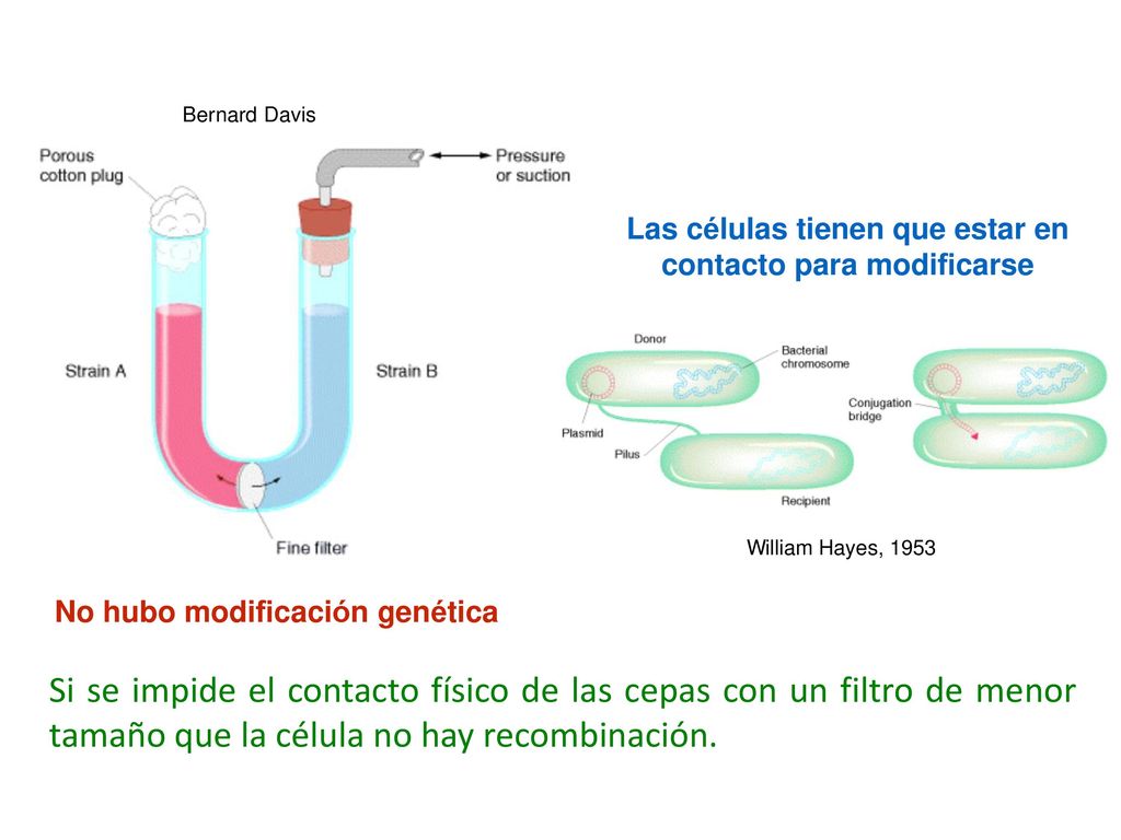 Si se impide el contacto físico de las cepas con un filtro de menor tamaño que la célula no hay recombinación.
