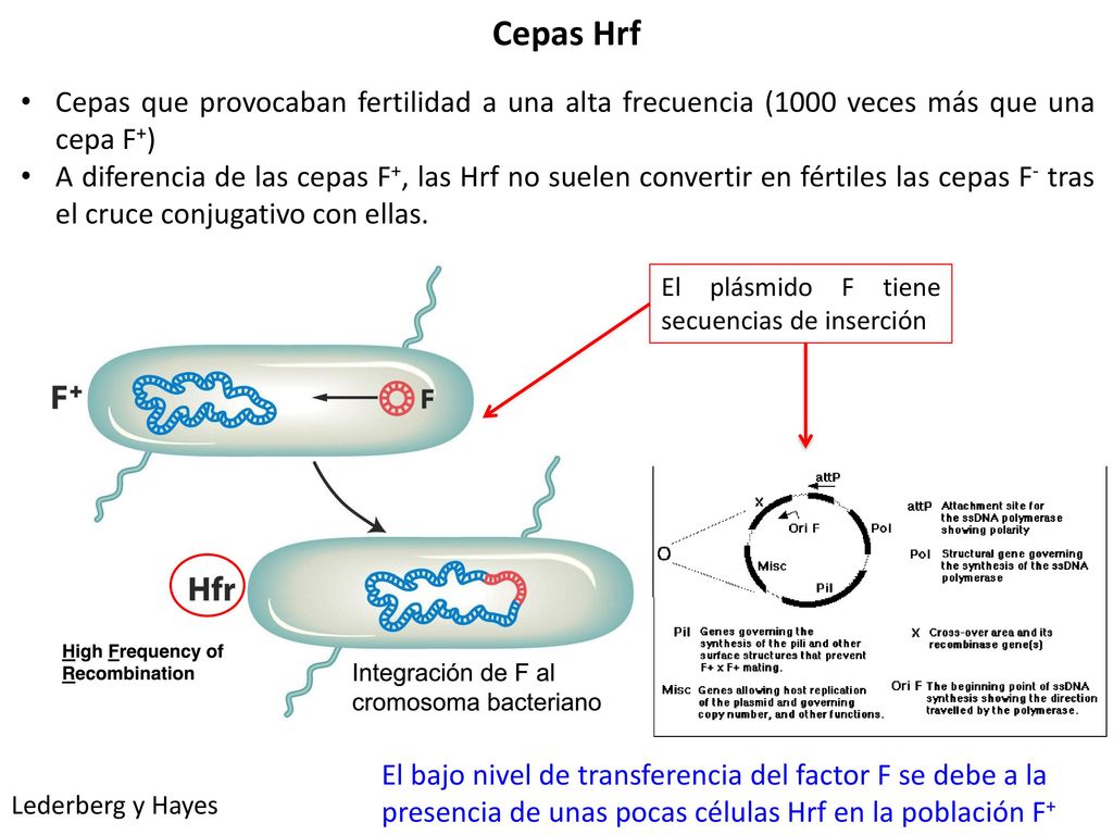 Cepas Hrf Cepas que provocaban fertilidad a una alta frecuencia (1000 veces más que una cepa F+)