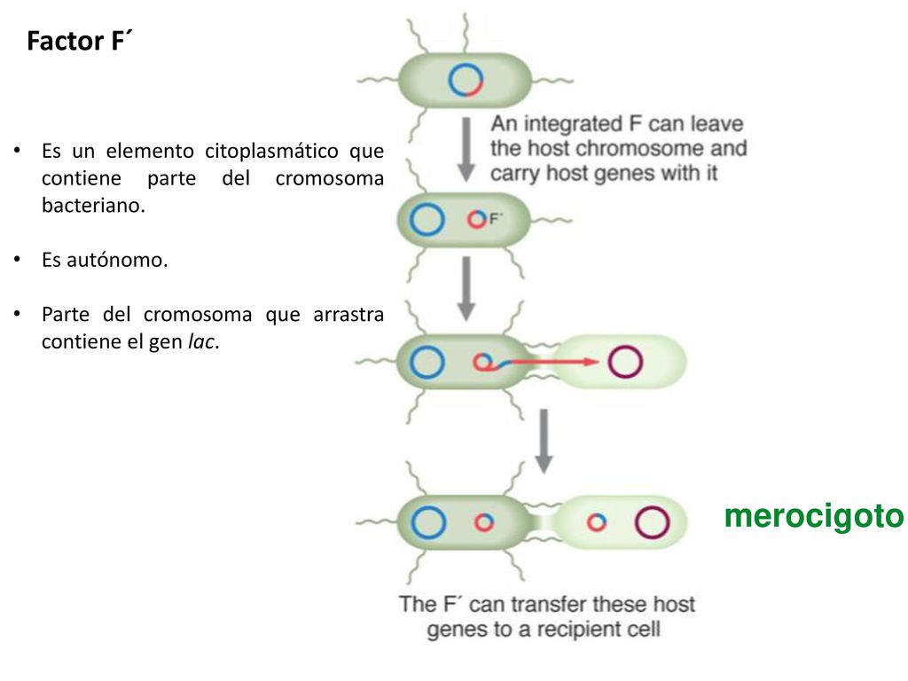 Factor F´ Es un elemento citoplasmático que contiene parte del cromosoma bacteriano. Es autónomo.