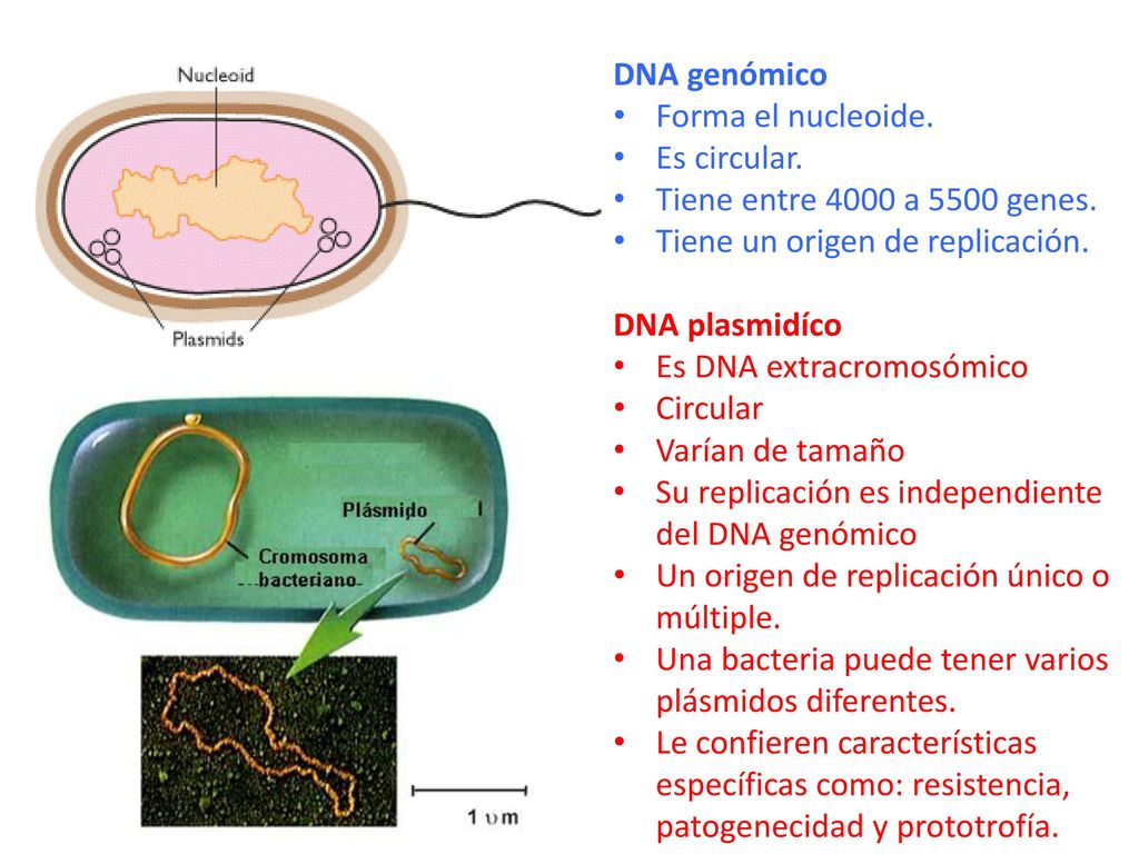 DNA genómico Forma el nucleoide. Es circular. Tiene entre 4000 a 5500 genes. Tiene un origen de replicación.