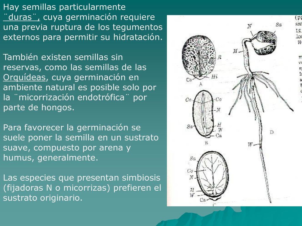 Hay semillas particularmente ¨duras¨, cuya germinación requiere una previa ruptura de los tegumentos externos para permitir su hidratación.