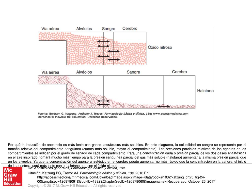 Por qué la inducción de anestesia es más lenta con gases anestésicos más solubles. En este diagrama, la solubilidad en sangre se representa por el tamaño relativo del compartimiento sanguíneo (cuanto más soluble, mayor el compartimiento). Las presiones parciales relativas de los agentes en los compartimientos se indican por el grado de llenado de cada compartimiento. Para una concentración dada o presión parcial de los dos gases anestésicos en el aire inspirado, tomará mucho más tiempo para la presión sanguínea parcial del gas más soluble (halotano) aumentar a la misma presión parcial que en los alvéolos. Ya que la concentración del agente anestésico en el cerebro puede aumentar no más rápido que la concentración en la sangre, el inicio de la anestesia será más lento con el halotano que con el óxido nitroso.