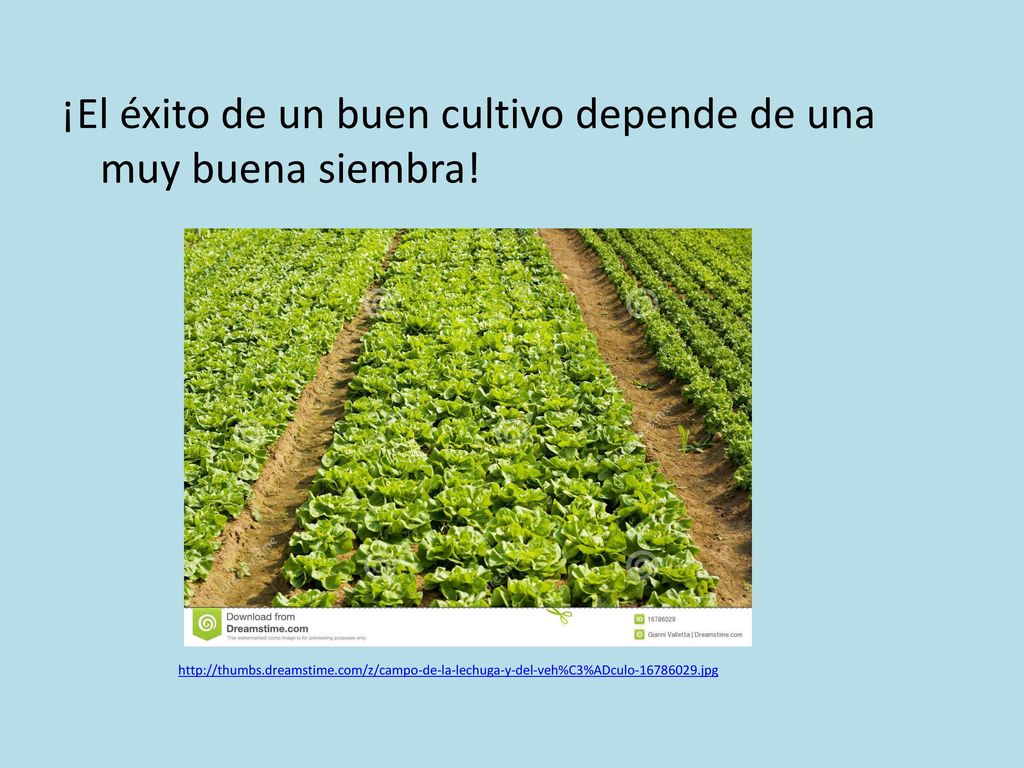¡El éxito de un buen cultivo depende de una muy buena siembra!