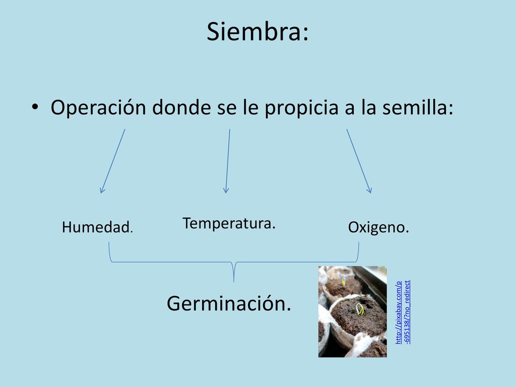Siembra: Operación donde se le propicia a la semilla: Germinación.