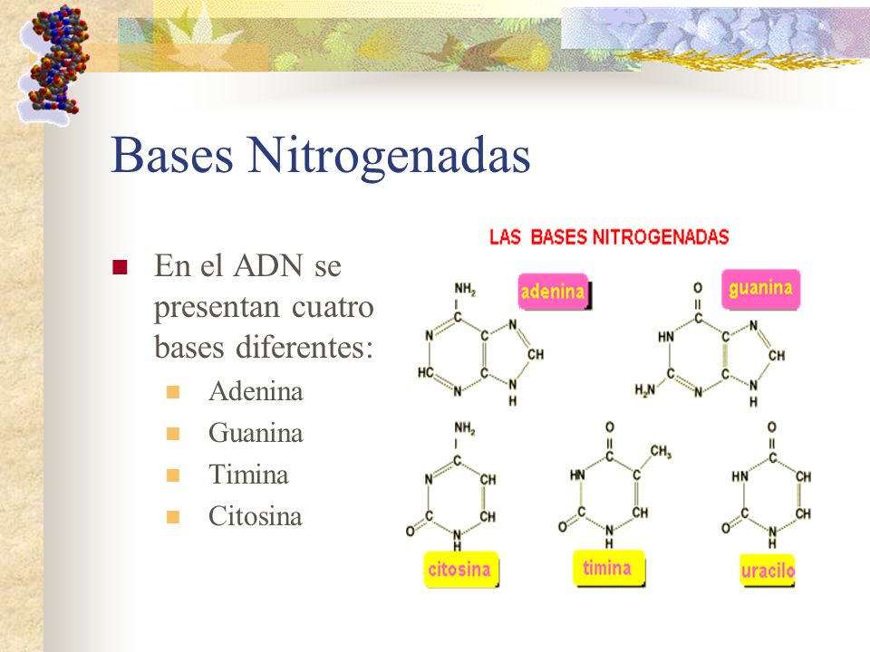 Bases Nitrogenadas En el ADN se presentan cuatro bases diferentes: