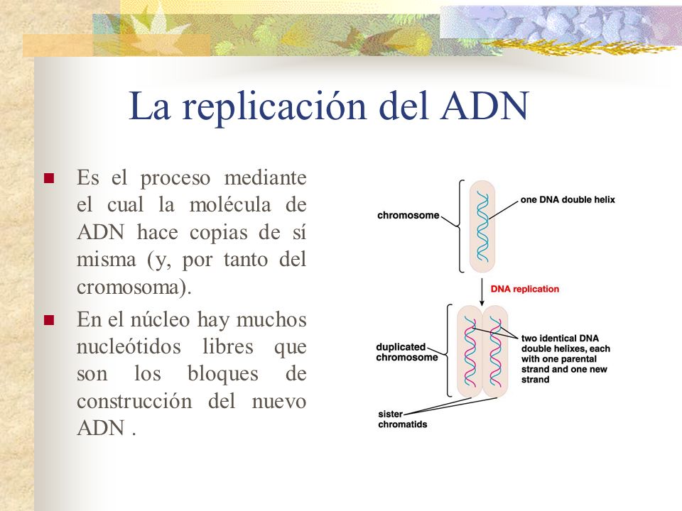 La replicación del ADN Es el proceso mediante el cual la molécula de ADN hace copias de sí misma (y, por tanto del cromosoma).