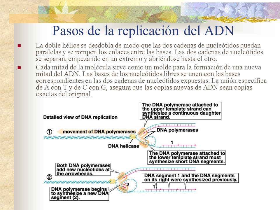 Pasos de la replicación del ADN