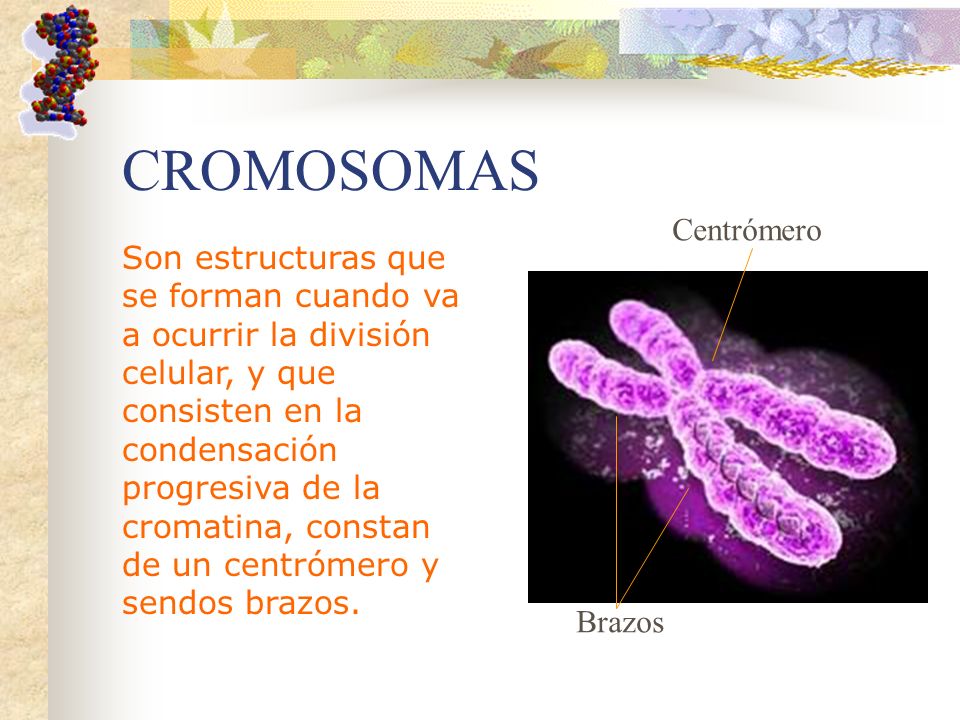 CROMOSOMAS Centrómero