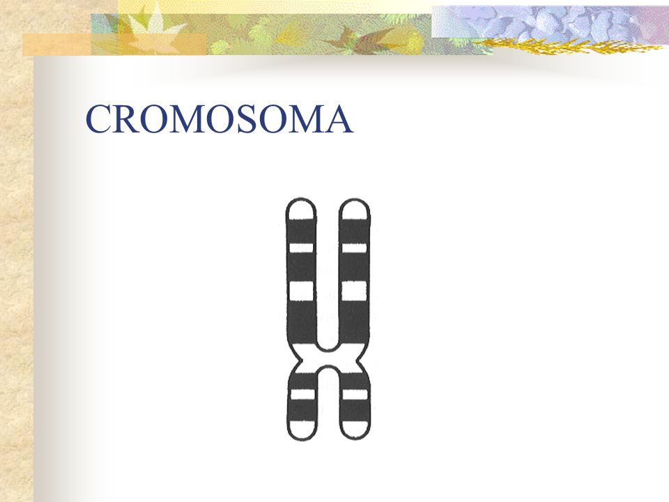 CROMOSOMA
