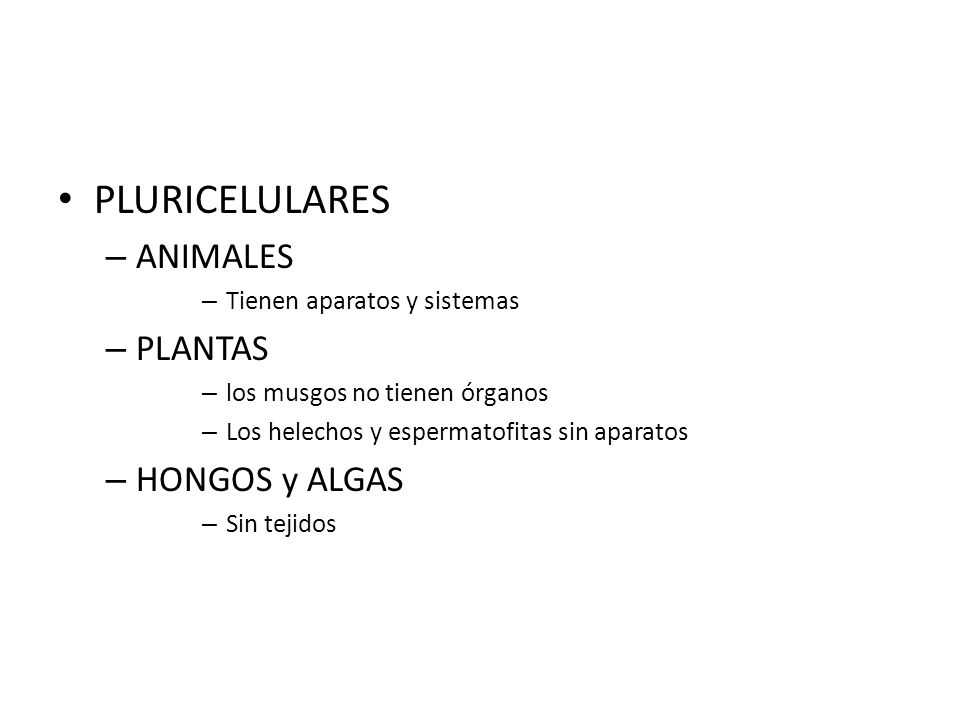 PLURICELULARES ANIMALES PLANTAS HONGOS y ALGAS