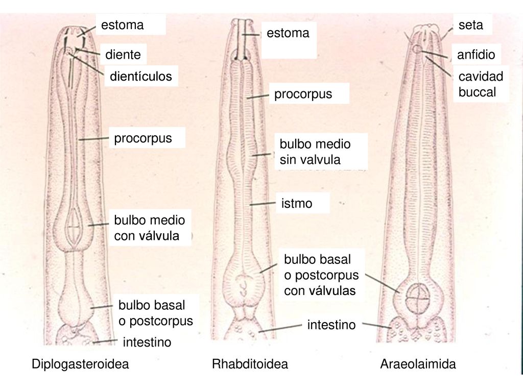 Diplogasteroidea Rhabditoidea. Araeolaimida. bulbo basal. o postcorpus. diente. dientículos. cavidad.
