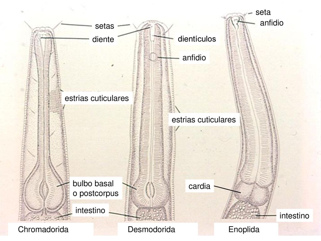 Chromadorida Desmodorida. Enoplida. bulbo basal. o postcorpus. diente. dientículos. setas. anfidio.