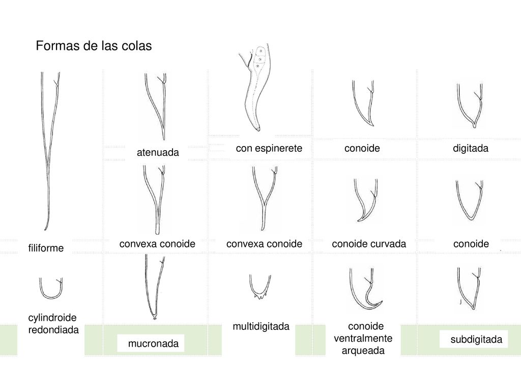 Formas de las colas atenuada con espinerete conoide digitada filiforme