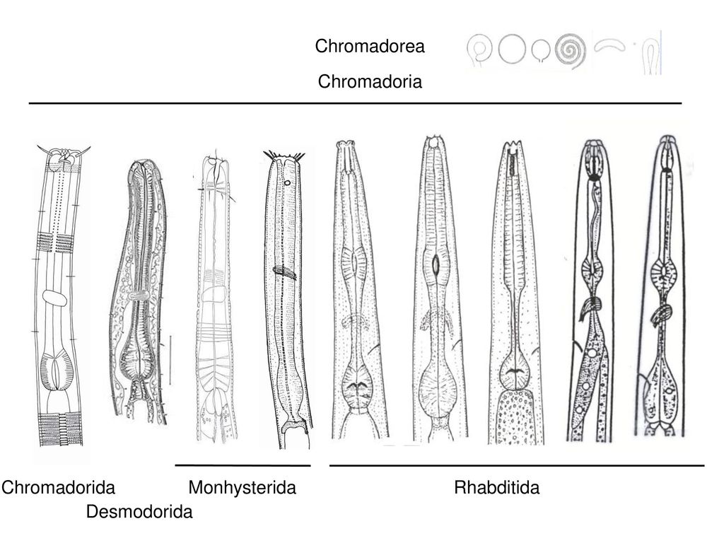 Chromadorea Chromadoria Chromadorida Desmodorida Monhysterida Rhabditida
