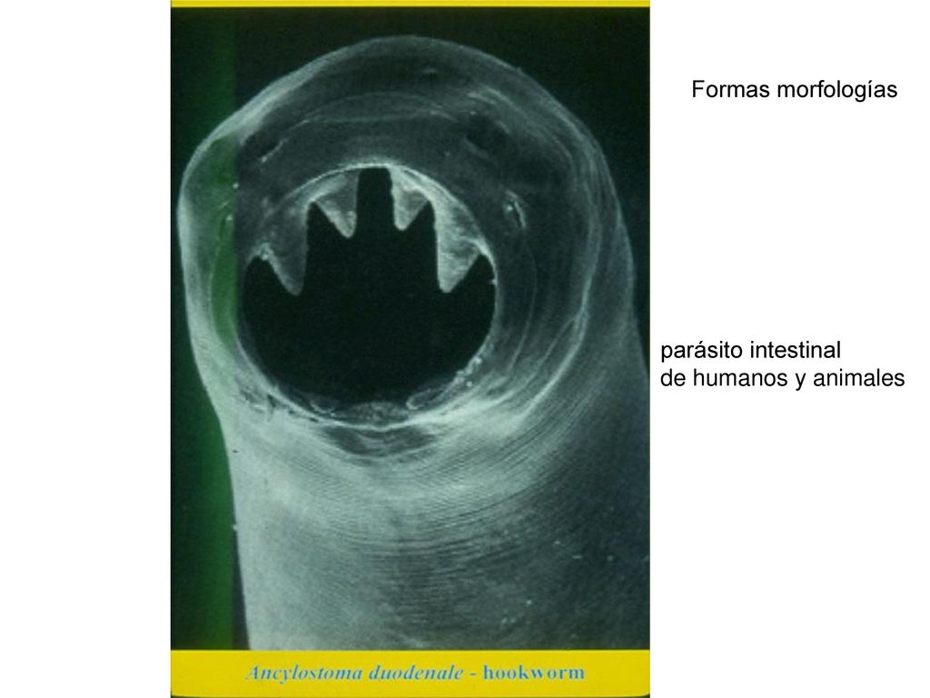Formas morfologías parásito intestinal de humanos y animales