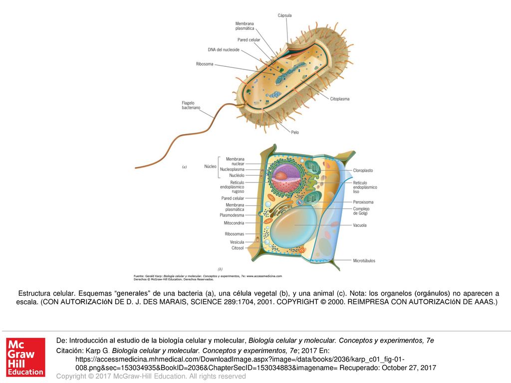 Estructura celular. Esquemas generales de una bacteria (a), una célula vegetal (b), y una animal (c). Nota: los organelos (orgánulos) no aparecen a escala. (CON AUTORIZACIóN DE D. J. DES MARAIS, SCIENCE 289:1704, COPYRIGHT © REIMPRESA CON AUTORIZACIóN DE AAAS.)