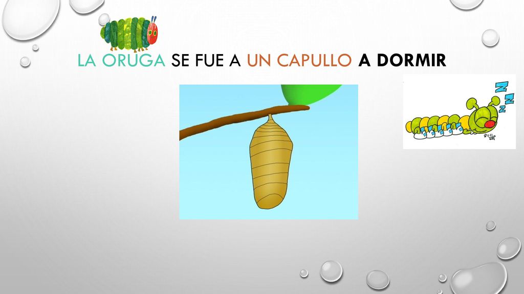 La oruga se fue a un capullo a dormir