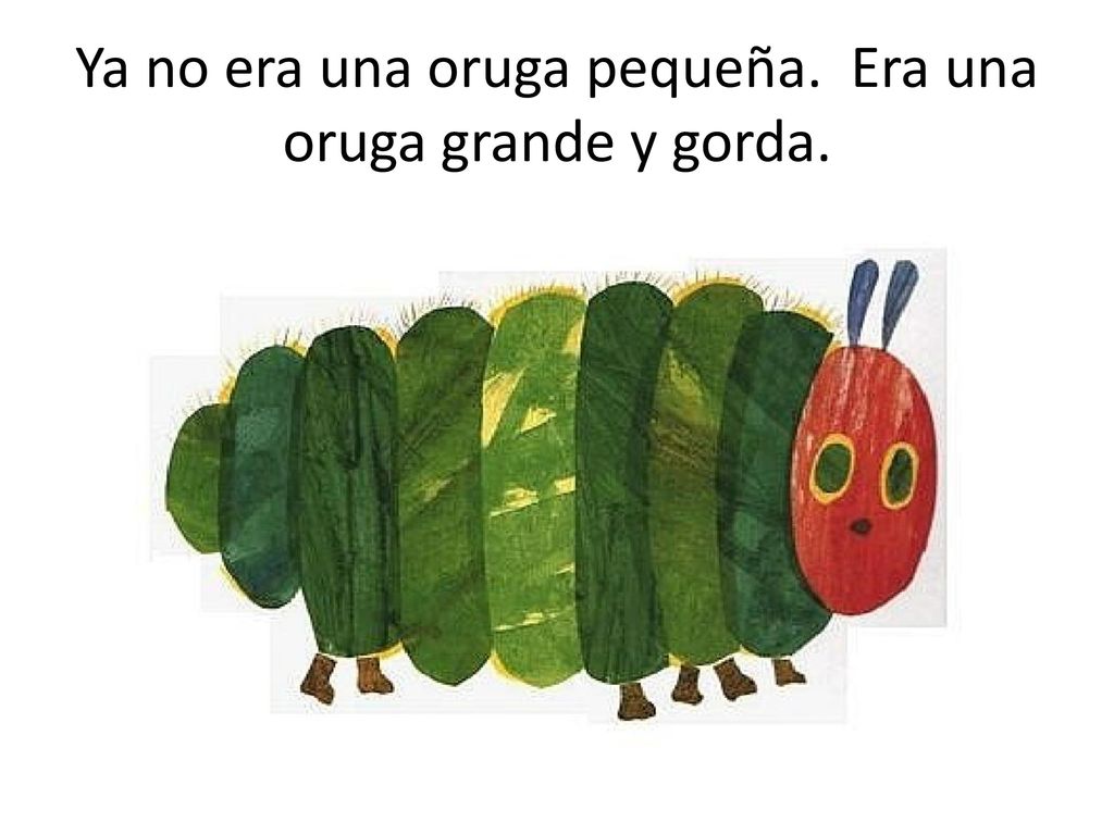 Ya no era una oruga pequeña. Era una oruga grande y gorda.