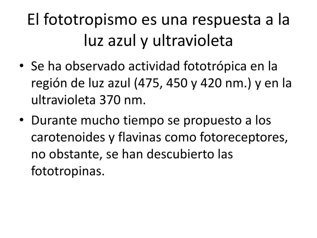 El fototropismo es una respuesta a la luz azul y ultravioleta
