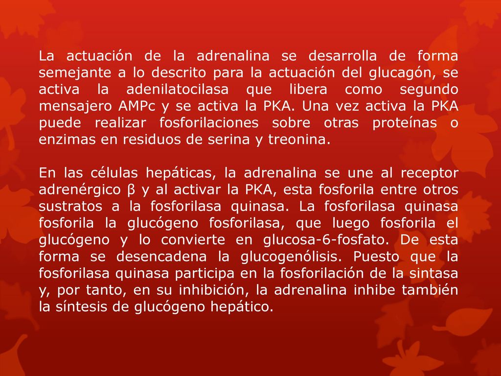 La actuación de la adrenalina se desarrolla de forma semejante a lo descrito para la actuación del glucagón, se activa la adenilatocilasa que libera como segundo mensajero AMPc y se activa la PKA. Una vez activa la PKA puede realizar fosforilaciones sobre otras proteínas o enzimas en residuos de serina y treonina.