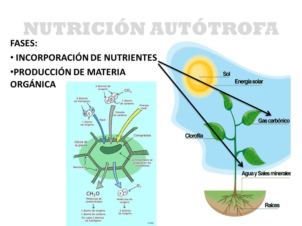 NUTRICIÓN AUTÓTROFA FASES: INCORPORACIÓN DE NUTRIENTES