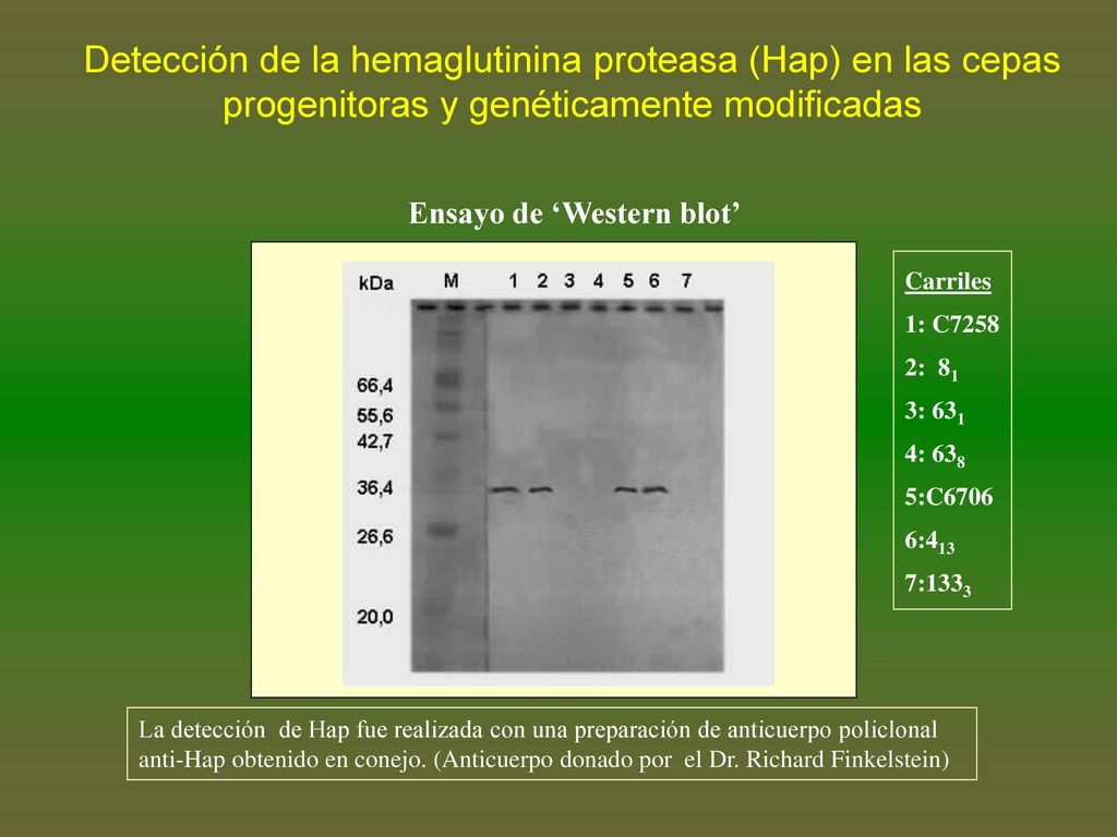 Detección de la hemaglutinina proteasa (Hap) en las cepas progenitoras y genéticamente modificadas