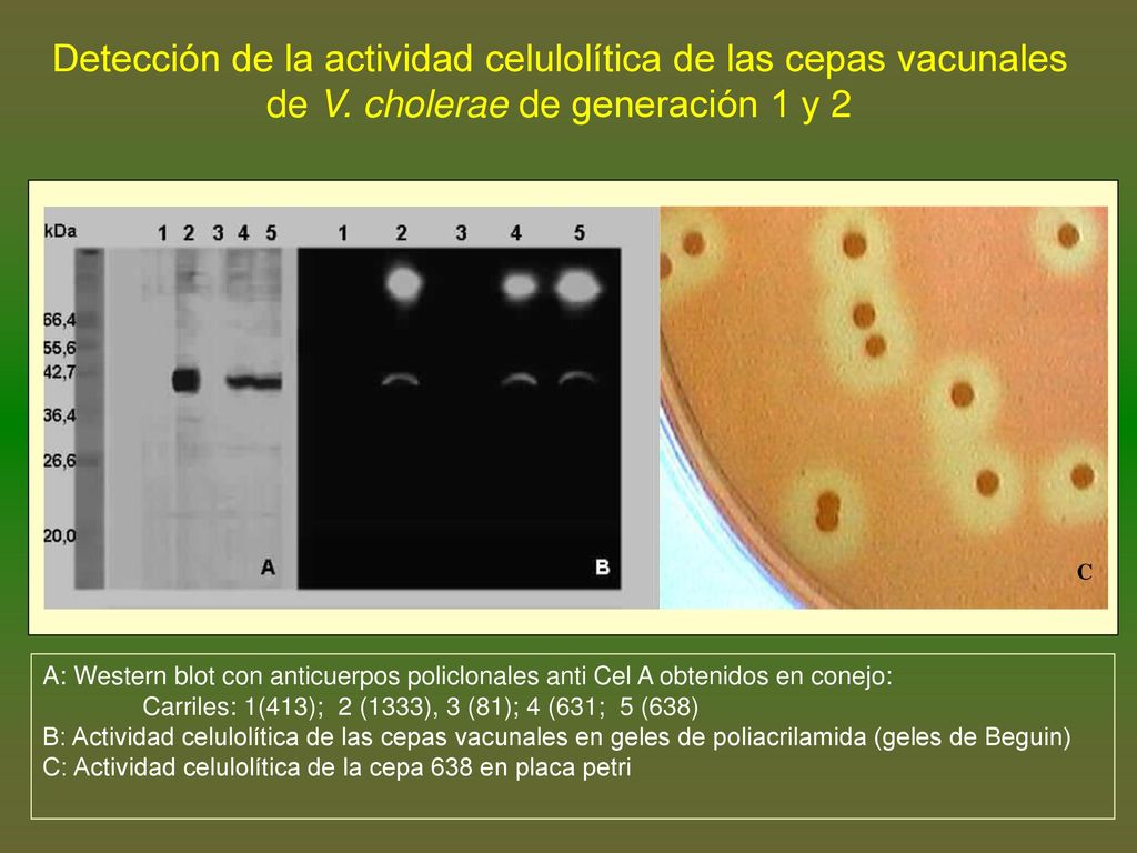Detección de la actividad celulolítica de las cepas vacunales de V