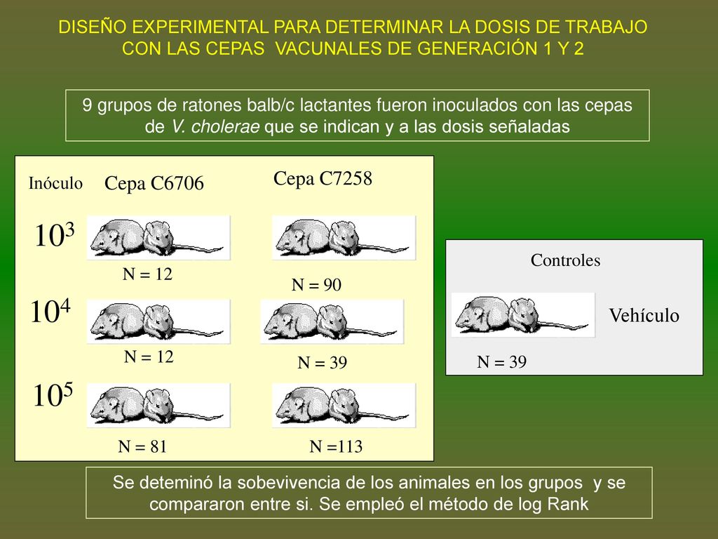 DISEÑO EXPERIMENTAL PARA DETERMINAR LA DOSIS DE TRABAJO CON LAS CEPAS VACUNALES DE GENERACIÓN 1 Y 2