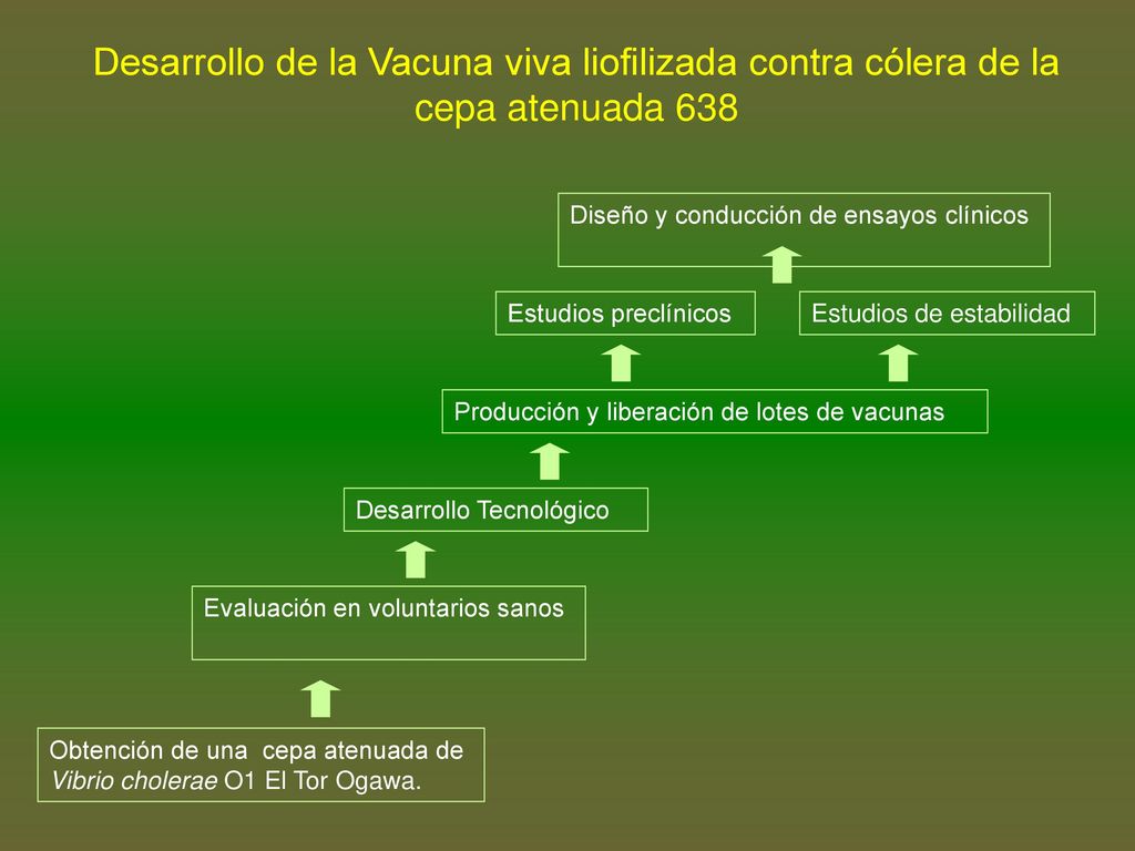 Desarrollo de la Vacuna viva liofilizada contra cólera de la cepa atenuada 638