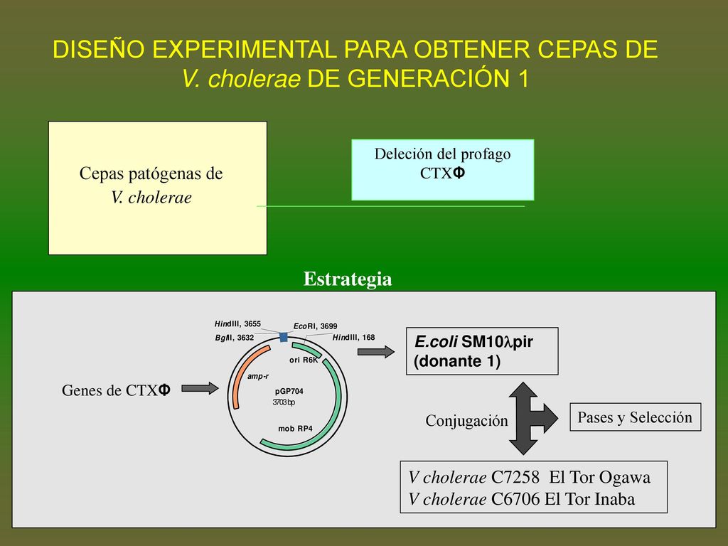 DISEÑO EXPERIMENTAL PARA OBTENER CEPAS DE V. cholerae DE GENERACIÓN 1