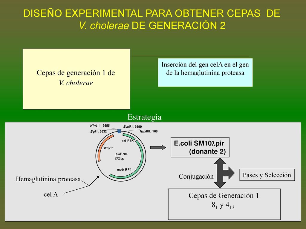 DISEÑO EXPERIMENTAL PARA OBTENER CEPAS DE V. cholerae DE GENERACIÓN 2