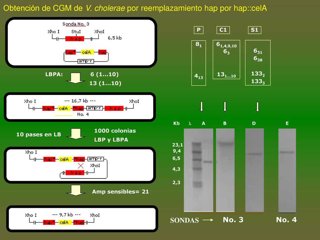 Obtención de CGM de V. cholerae por reemplazamiento hap por hap::celA