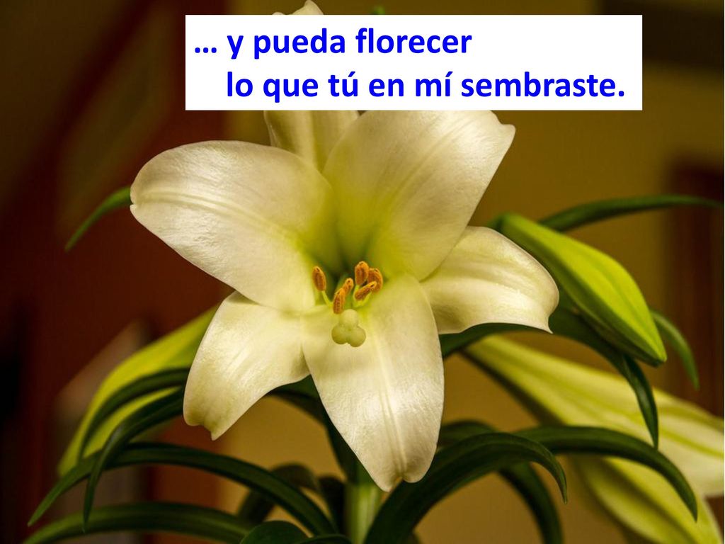 … y pueda florecer lo que tú en mí sembraste.