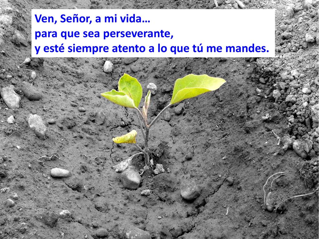 Ven, Señor, a mi vida… para que sea perseverante, y esté siempre atento a lo que tú me mandes.