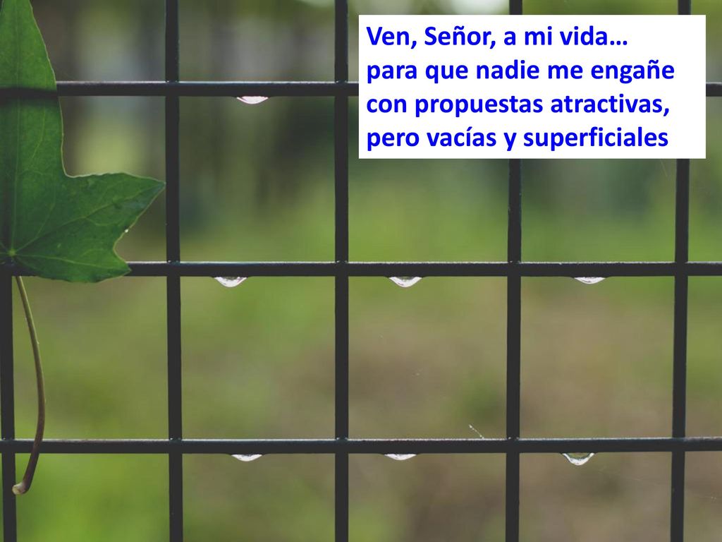 Ven, Señor, a mi vida… para que nadie me engañe.