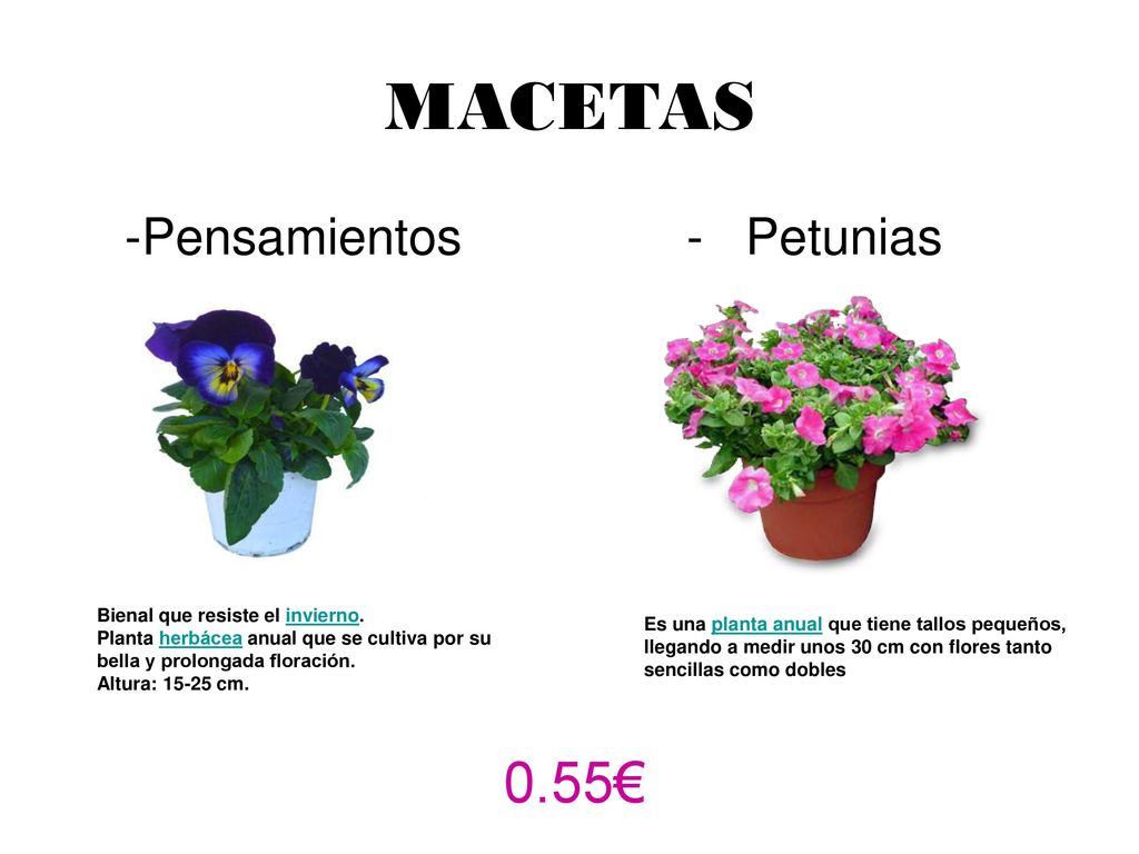 MACETAS 0.55€ -Pensamientos - Petunias Bienal que resiste el invierno.