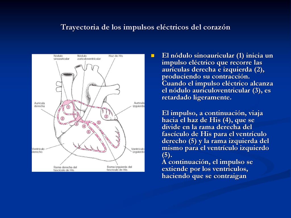 Trayectoria de los impulsos eléctricos del corazón