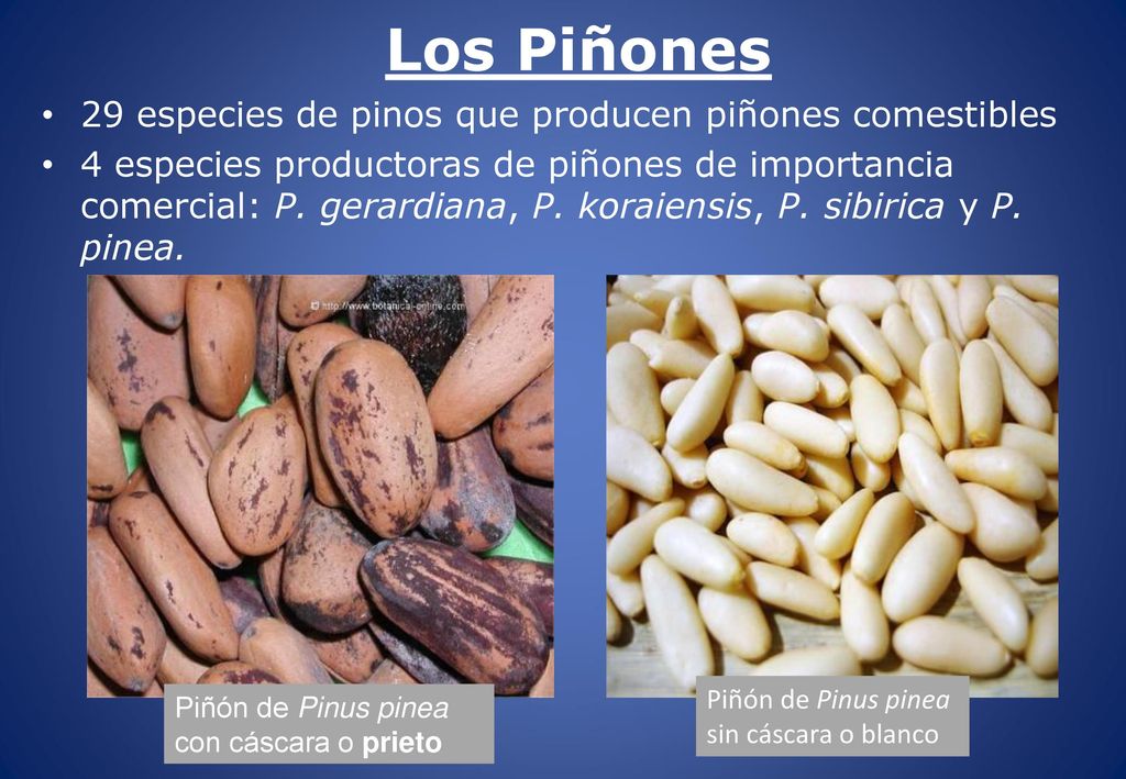 Los Piñones 29 especies de pinos que producen piñones comestibles