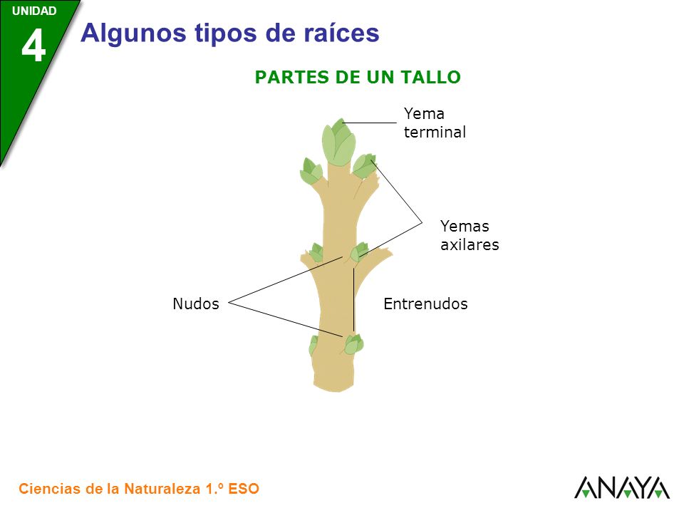 PARTES DE UN TALLO Yema terminal Yemas axilares Nudos Entrenudos