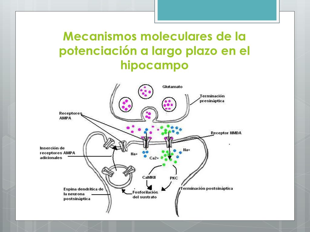 Mecanismos moleculares de la potenciación a largo plazo en el hipocampo