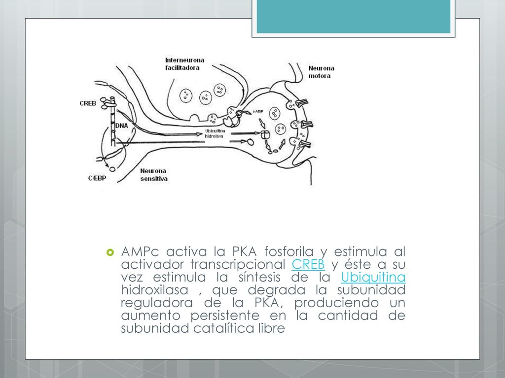 AMPc activa la PKA fosforila y estimula al activador transcripcional CREB y éste a su vez estimula la síntesis de la Ubiquitina hidroxilasa , que degrada la subunidad reguladora de la PKA, produciendo un aumento persistente en la cantidad de subunidad catalítica libre