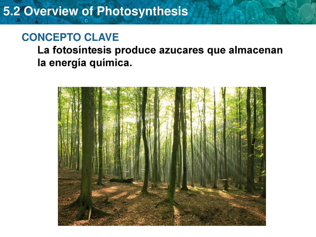 CONCEPTO CLAVE La fotosíntesis produce azucares que almacenan la energía química.